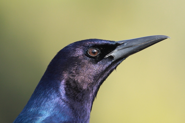 grackle